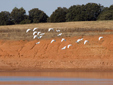 Egretta garzetta