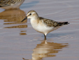 Calidris minuta