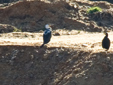 Phalacrocorax carbo