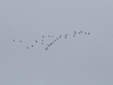 Grus grus