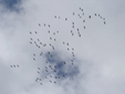 Grus grus