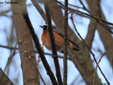Phoenicurus phoenicurus