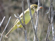 Hippolais polyblotta