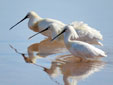 Platalea leucorodia