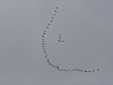 Grus grus