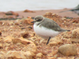 Charadrius alexandrinus