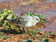 Calidris alba