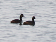 Podiceps nigricollis