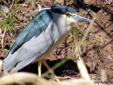 Nycticorax nycticorax