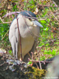 Nycticorax nycticorax