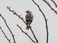 Carduelis carduelis