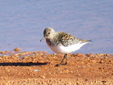 Calidris alba