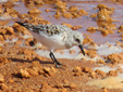 Calidris alba