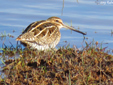 Scpolopax rusticola