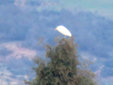 Bubulcus ibis