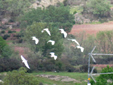 Bubulcus ibis