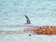 Chlidonias niger