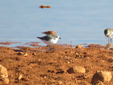 Charadrius alexandrinus