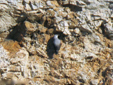 Tichodroma muraria