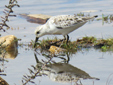 Calidris alba