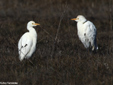 bubulcus ibis