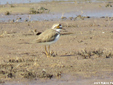 Charadrius dubius