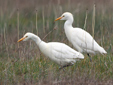 bubulcus ibis