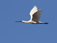 Platalea leucorodia