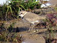 Charadrius alexandrinus