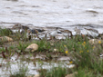 Calidris alba