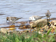 Calidris alba