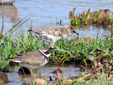 Calidris alba