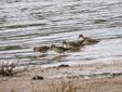 Calidris pugnax