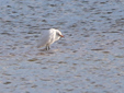 Bubulcus ibis