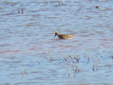 Calidris pugnax