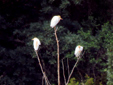 Bubulcus ibis