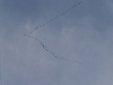 Grus grus
