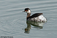 Podiceps nigricollis