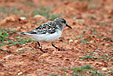 Calidris alba