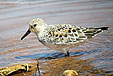 Calidris alba