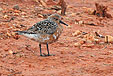 Calidris canutus