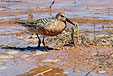 Calidris canutus