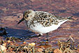 Calidris alba