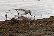 Calidris alba