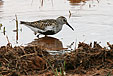 Calidris alpina