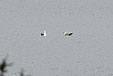 Larus fuscus