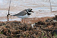 Charadrius hiaticula