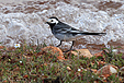 Motacilla alba