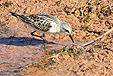 Calidris minuta