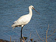 Platalea leucorodia